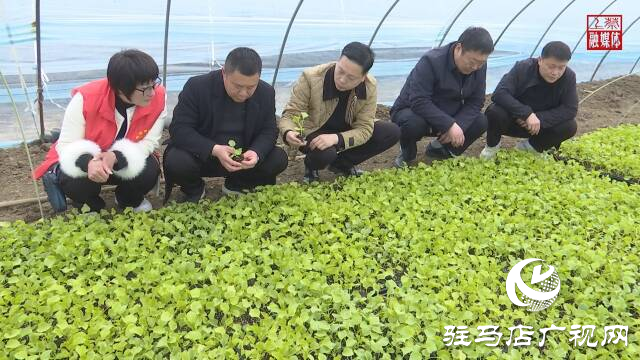 上蔡县齐海乡：香瓜种植引领村民走上致富路