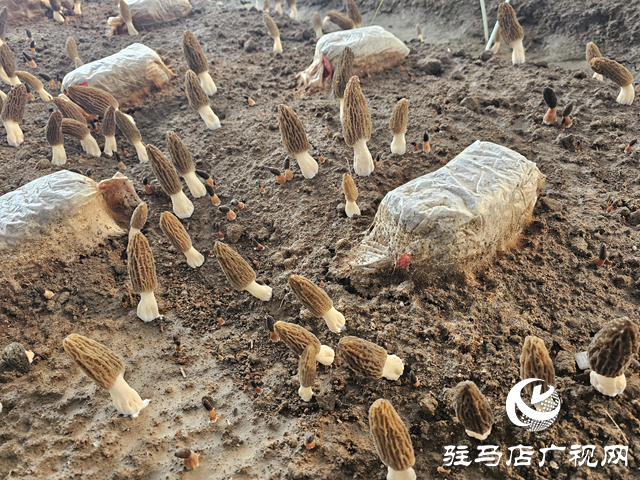 羊肚菌到了成菇期 科学管理很重要