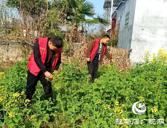 平舆县李屯镇：扎实开展禁种铲毒踏查专项行动