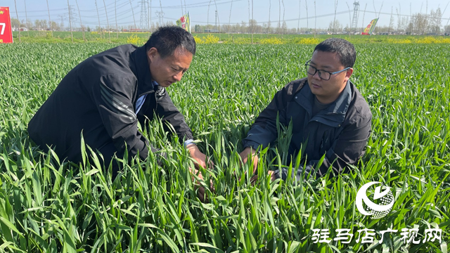 小麦进入拔节孕穗期 农技专家支招田间管理