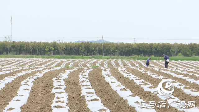 确山县竹沟镇：不误农时不负春 烟苗移栽正当时