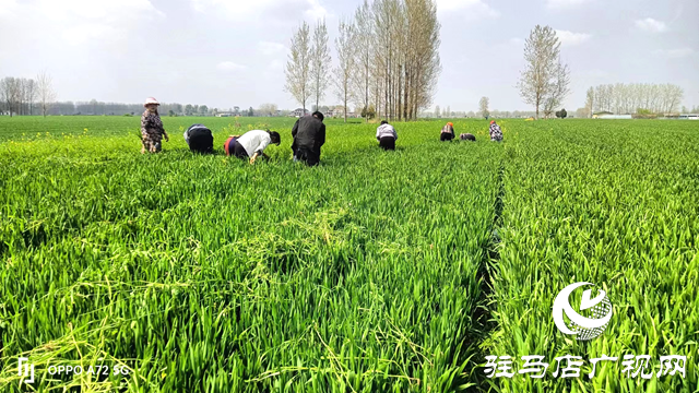 平舆县万冢镇积极开展春季小麦病虫害防治工作