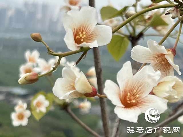 驿城区板桥镇：油桐花开 邂逅满树浪漫