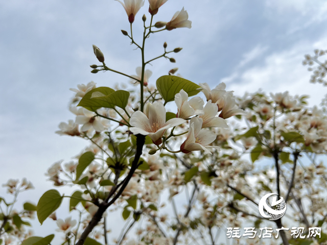 驿城区板桥镇：油桐花开 邂逅满树浪漫