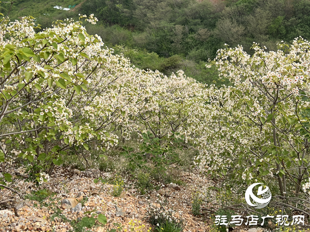驿城区板桥镇：油桐花开 邂逅满树浪漫