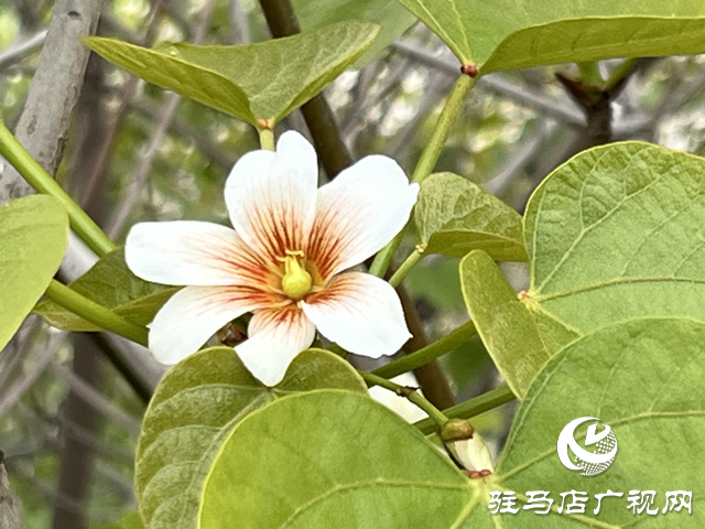驿城区板桥镇：油桐花开 邂逅满树浪漫