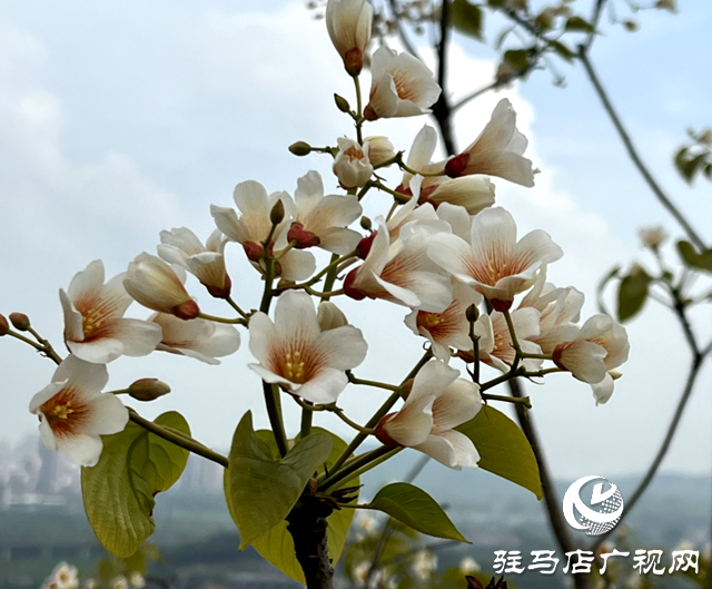 驿城区板桥镇：油桐花开 邂逅满树浪漫