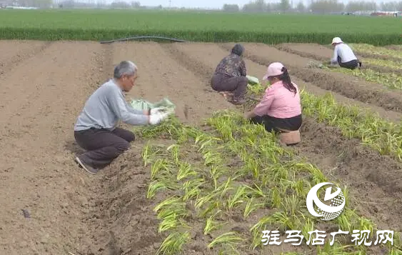 上蔡县邵店镇后杨村：小香葱种植让村民的生活越来越富裕