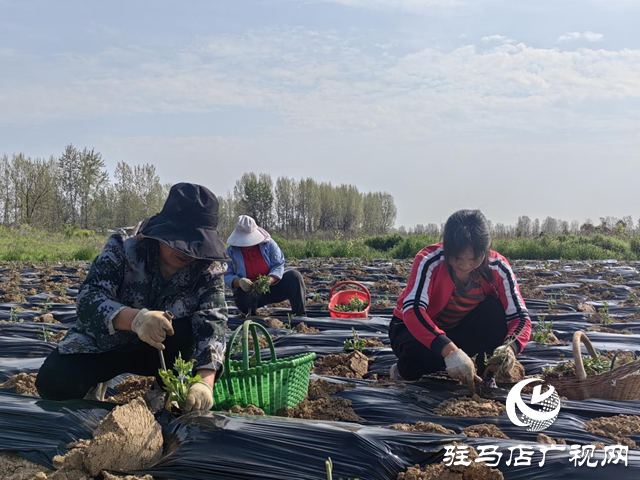 驿城区朱古洞乡钱庄村：菊花种植效益好 抢抓农时栽种忙