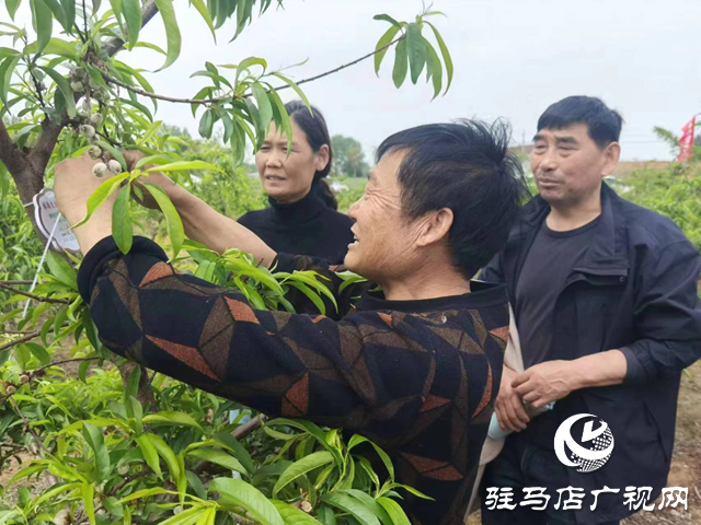 驿城区胡庙乡：“桃树认养”新模式打开乡村振兴新动能