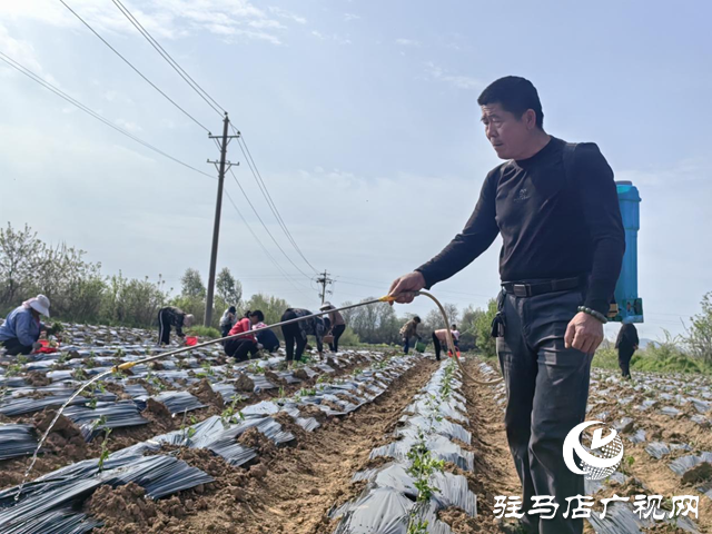 驿城区朱古洞乡钱庄村：菊花种植效益好 抢抓农时栽种忙