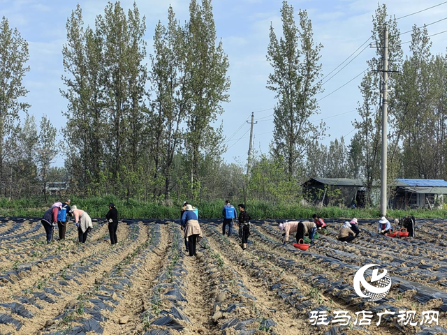驿城区朱古洞乡钱庄村：菊花种植效益好 抢抓农时栽种忙