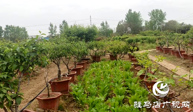 驿城区顺河乡：果树盆栽种出新“钱”景