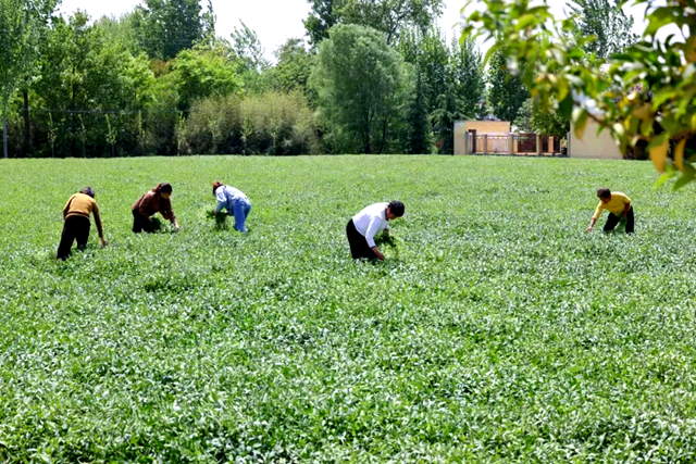 粮食增产提质在行动(深度观察)