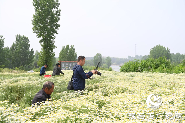 洋甘菊迎来盛花期 多家媒体代表走进泌阳县王店镇采风