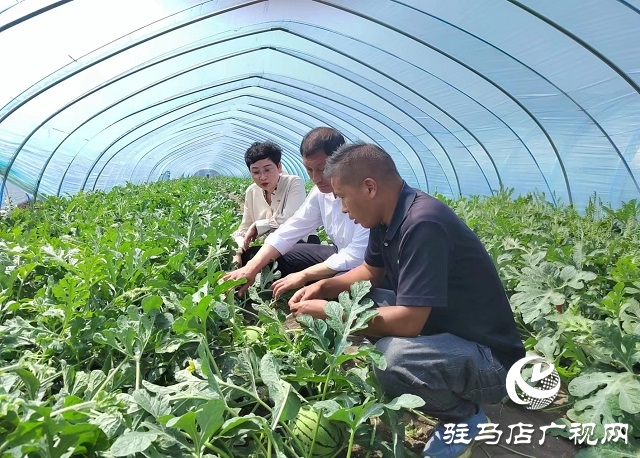 王艳芳：发展设施农业 让村民腰包“鼓起来”