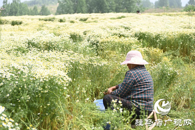 泌阳县王店镇：发展芳香产业 助力乡村振兴