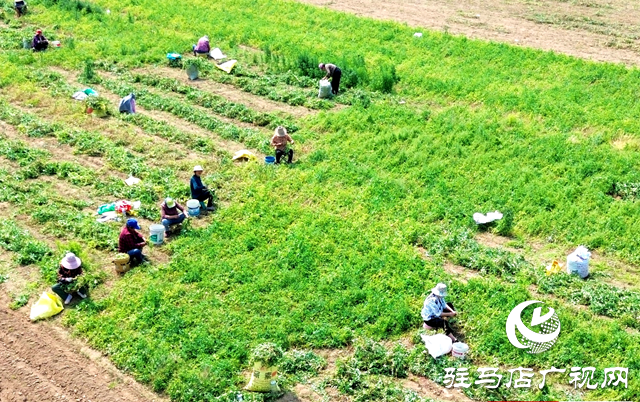 泌阳县黄山口乡：初夏豌豆香 田间采摘忙