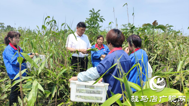 河南省劳动模范占全领：推动产业发展 带动群众增收