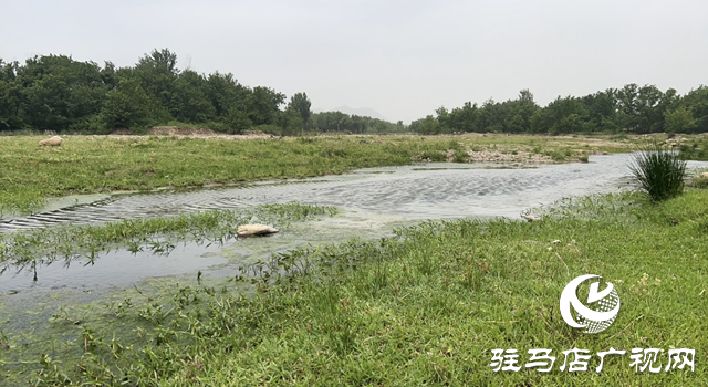 驿城区蚁蜂镇：芳草茵茵弥翠色 小溪潺潺波光鳞