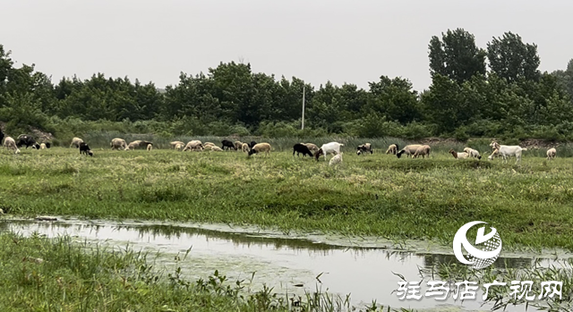 驿城区蚁蜂镇：芳草茵茵弥翠色 小溪潺潺波光鳞