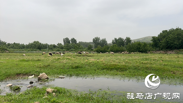 驿城区蚁蜂镇：芳草茵茵弥翠色 小溪潺潺波光鳞