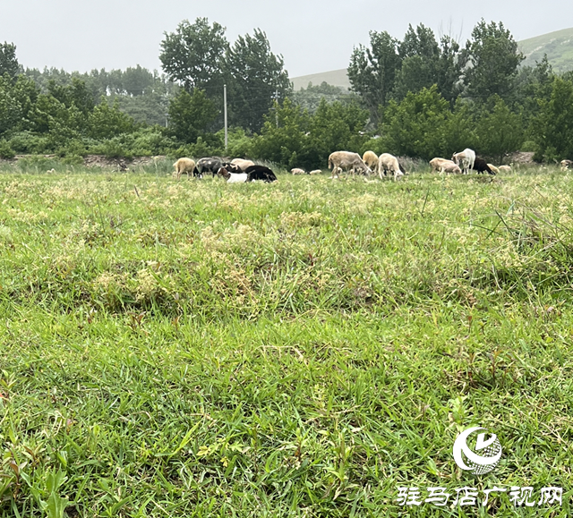 驿城区蚁蜂镇：芳草茵茵弥翠色 小溪潺潺波光鳞