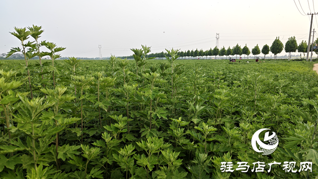 泌阳县黄山口乡：打好生态牌 药材变药财