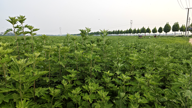 泌阳县黄山口乡：打好生态牌 药材变药财