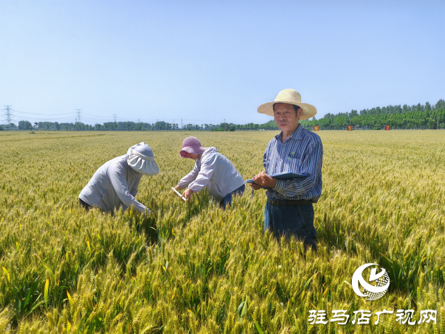平舆县农业专家示范田实地测产验收 优质小麦测产平均亩产720.7公斤