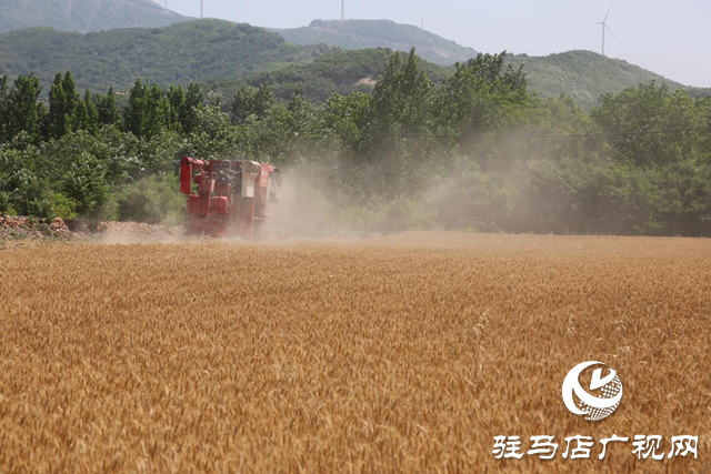 驿城区小麦陆续迎来丰收季