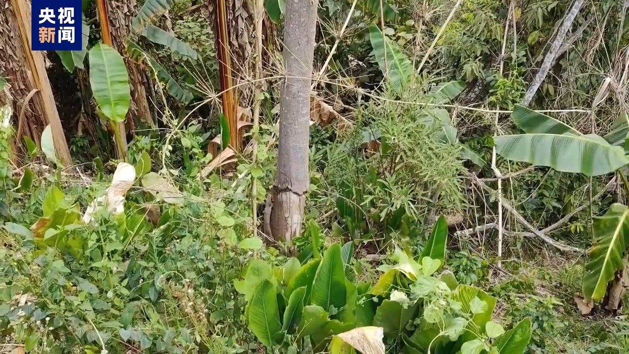 毁林种咖啡、江豚惨死 中央生态环保督察通报七地典型案例