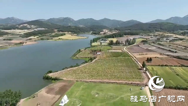 确山县瓦岗镇：1200亩金银花喜获丰收
