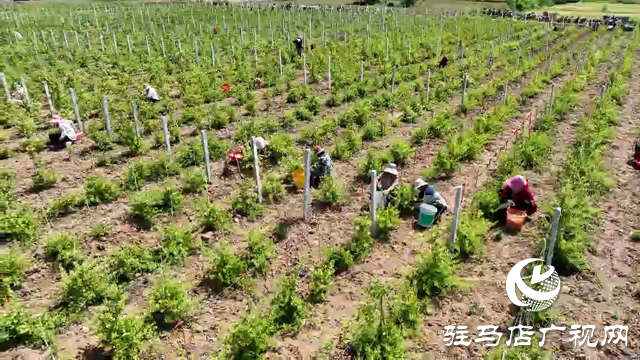 确山县瓦岗镇：1200亩金银花喜获丰收