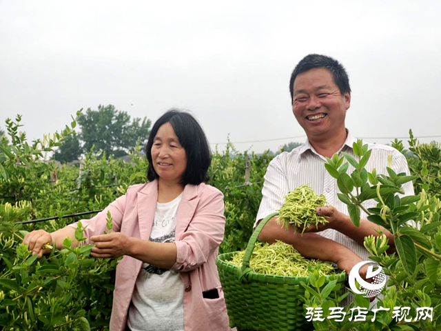 驿城区古城街道：金银花开富农家