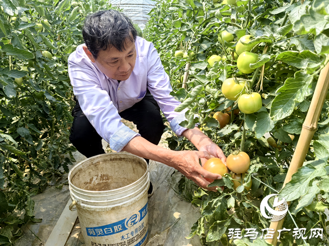 新蔡县顿岗乡杨寨村：特色番茄种植助农增收