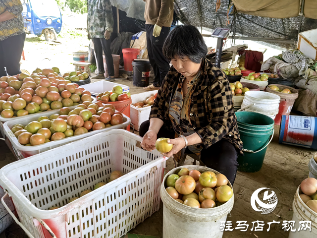 新蔡县顿岗乡杨寨村：特色番茄种植助农增收