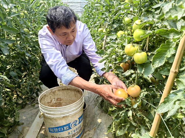 新蔡县顿岗乡杨寨村：特色番茄种植助农增收