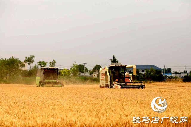 泌阳县羊册镇：趁天抢时夏收忙