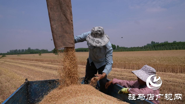 汝南县：小麦丰收喜开镰