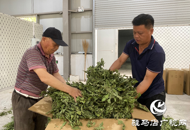 驿城区朱古洞乡：种植中药材 增收有“良方”