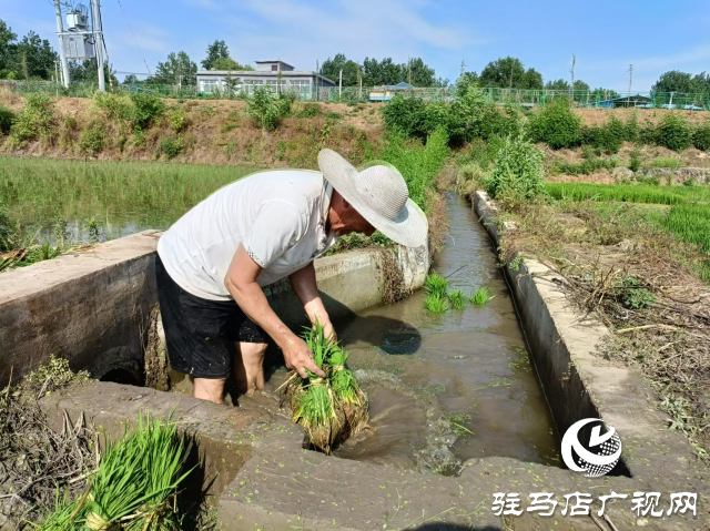 泌阳县盘古乡：水稻插秧忙 沃野披绿装