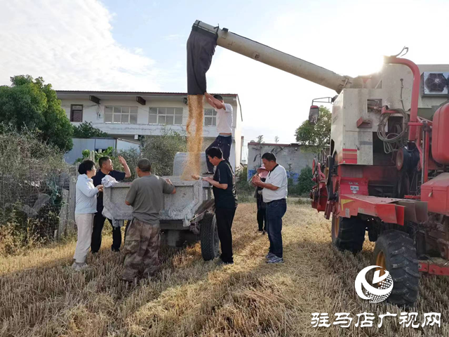 驻马店经济开发区关王庙乡杨楼村：麦浪翻涌丰收景 抢抓时机收获忙