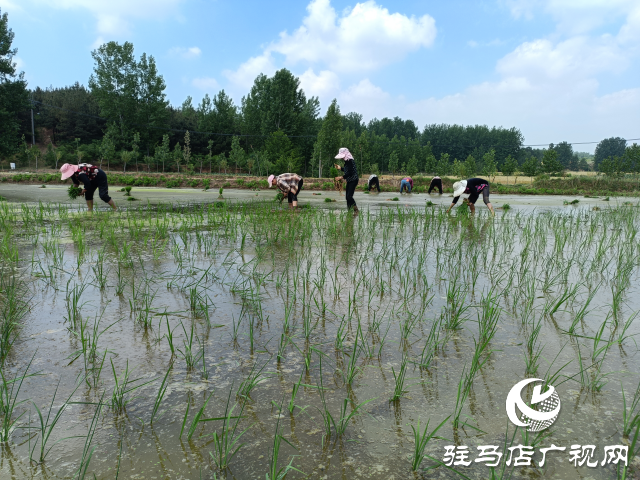 泌阳县盘古乡：水稻插秧忙 沃野披绿装