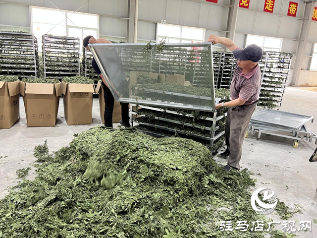 驿城区朱古洞乡：种植中药材 增收有“良方”