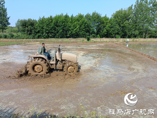 泌阳县盘古乡：水稻插秧忙 沃野披绿装