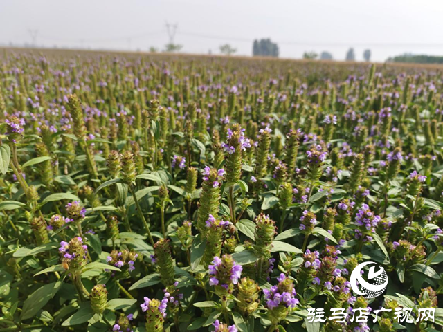 驿城区水屯镇：夏枯草种植开出致富“良方”