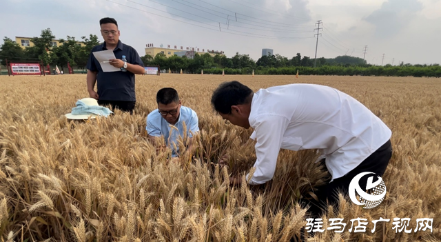 驻马店：小麦测产 见证丰收
