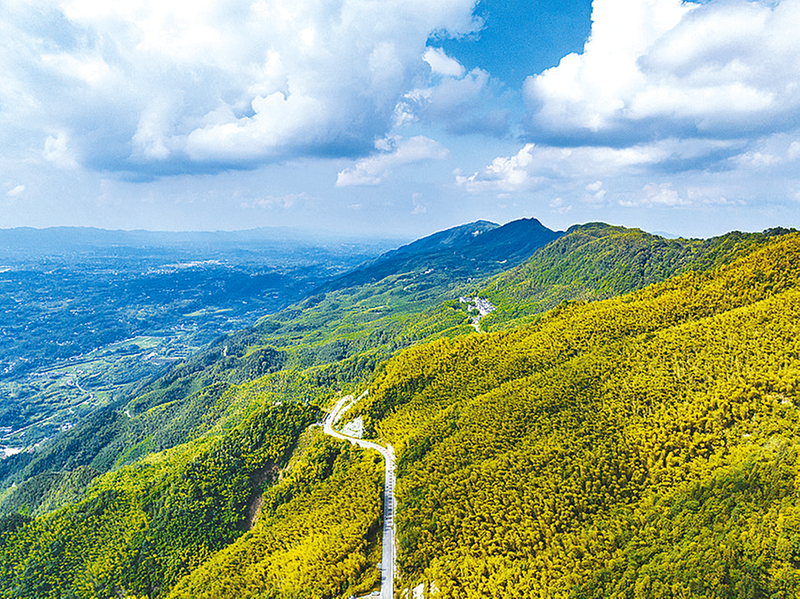 茶山竹海风光旖旎