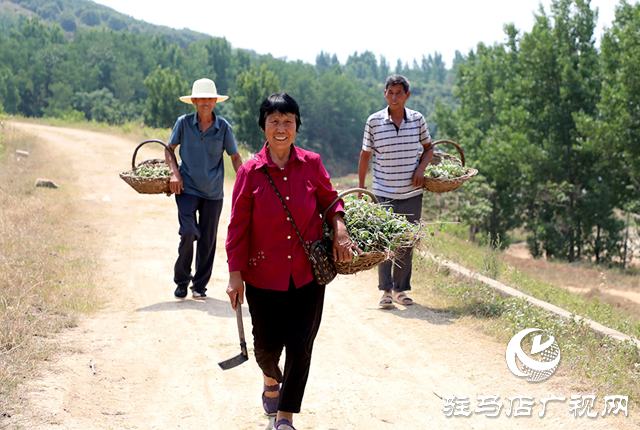 泌阳县：山乡开遍“草药花”